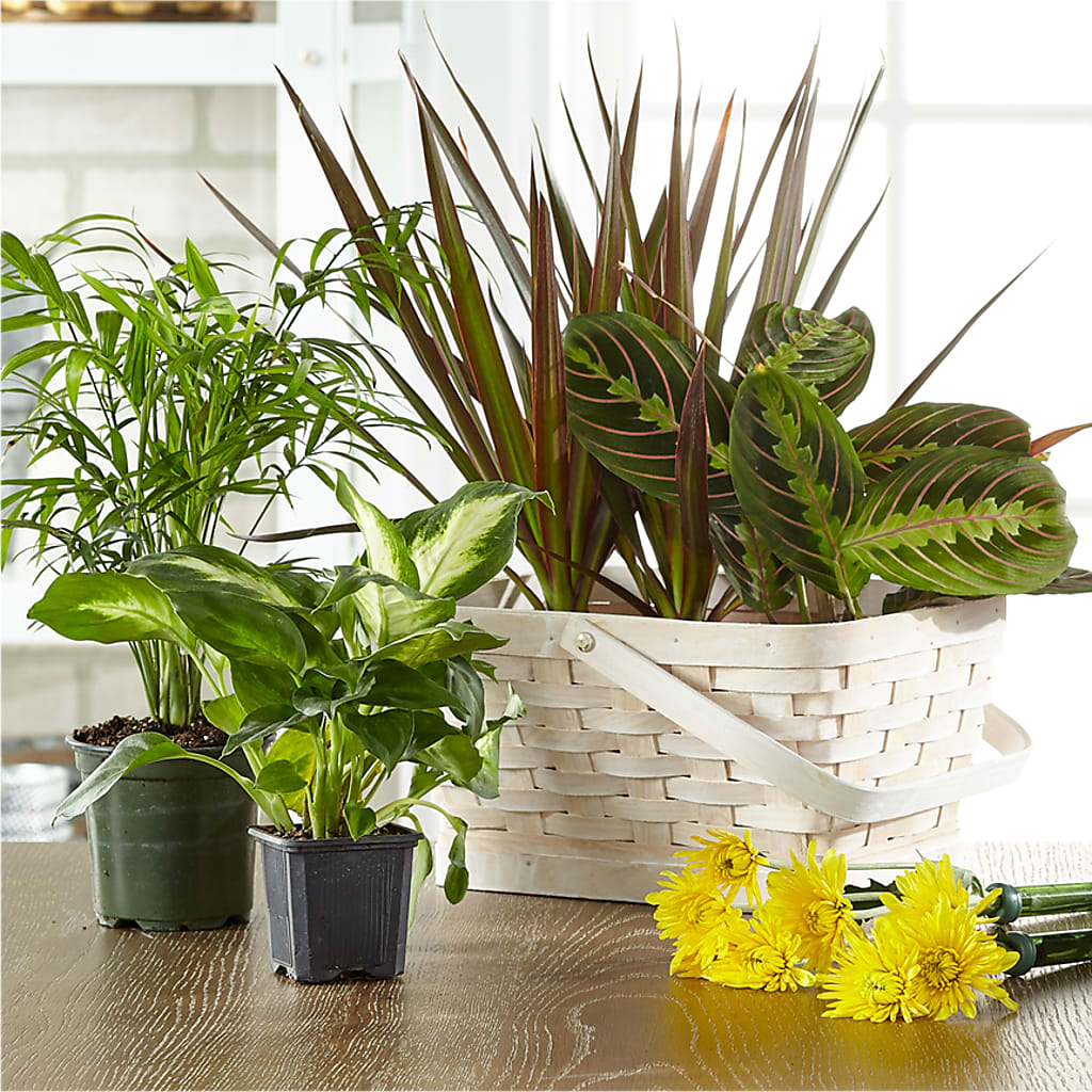 Florist Designed Blooming and Green Plants in a Basket – Twigs N Blooms, Gaylord MI
