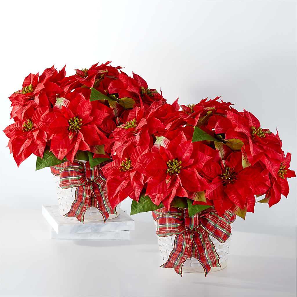 Happiest Holidays Poinsettia Bundle – Twigs N Blooms, Gaylord MI