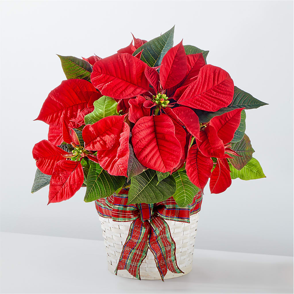 Happiest Holidays Poinsettia – Twigs N Blooms, Gaylord MI