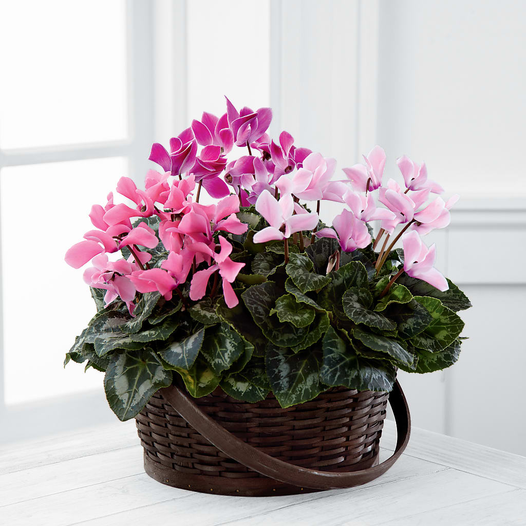 Mixed Cyclamen Planter – Twigs N Blooms, Gaylord MI