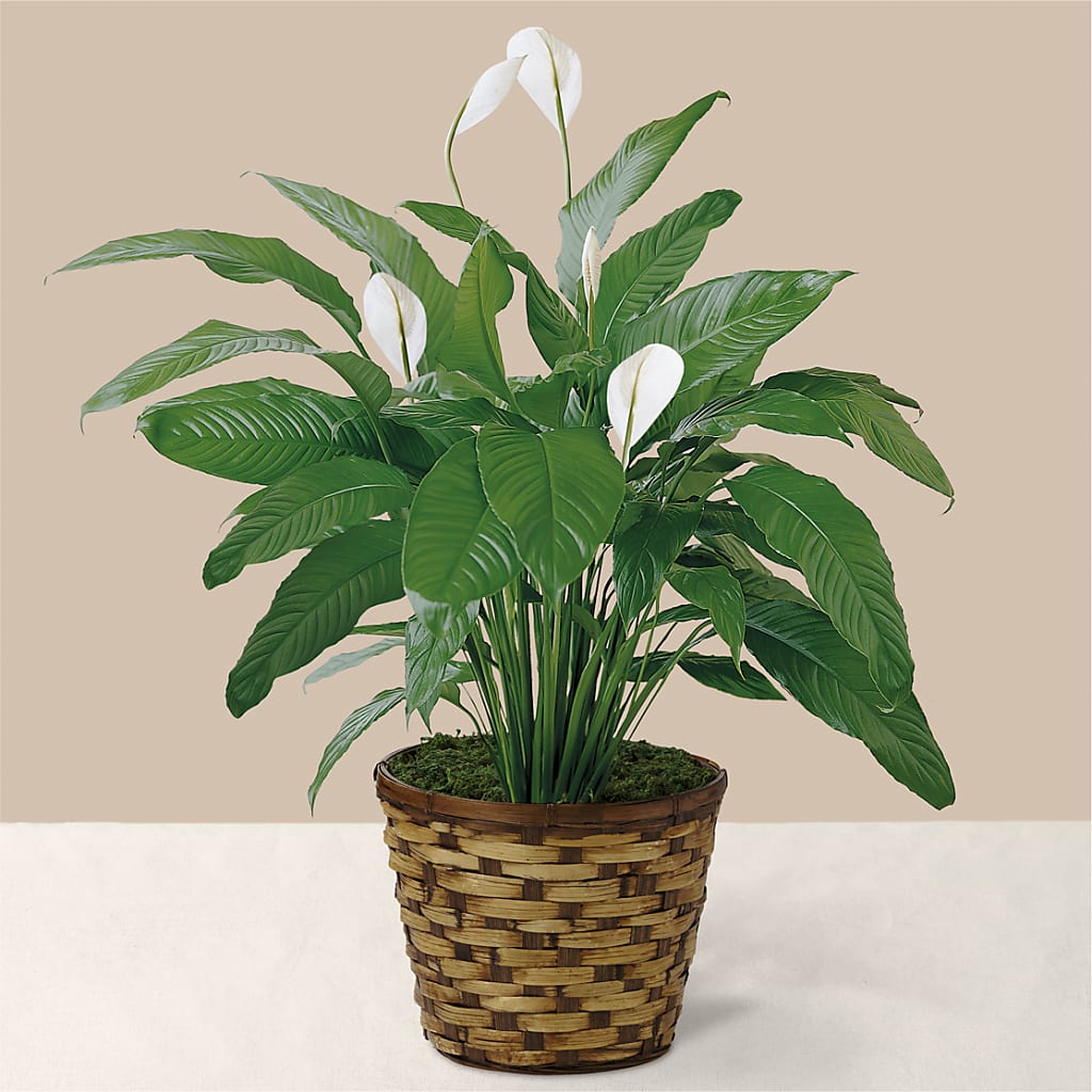 Tranquil Moments Peace Lily Plant – Twigs N Blooms, Gaylord MI