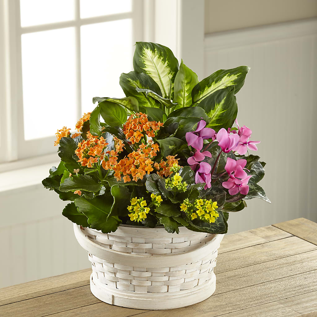 Color Crush Dishgarden – Twigs N Blooms, Gaylord MI