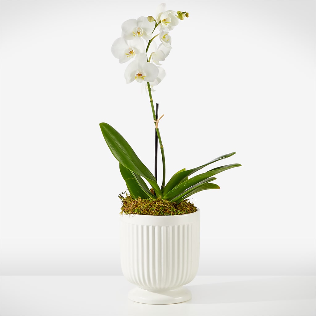 Whispering White Orchid – Twigs N Blooms, Gaylord MI