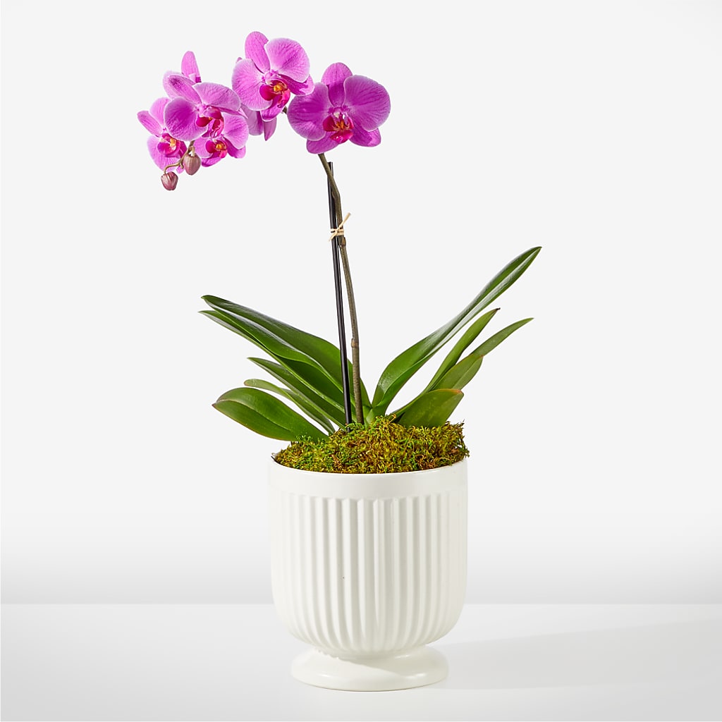 Friendly Fuchsia Orchid – Twigs N Blooms, Gaylord MI