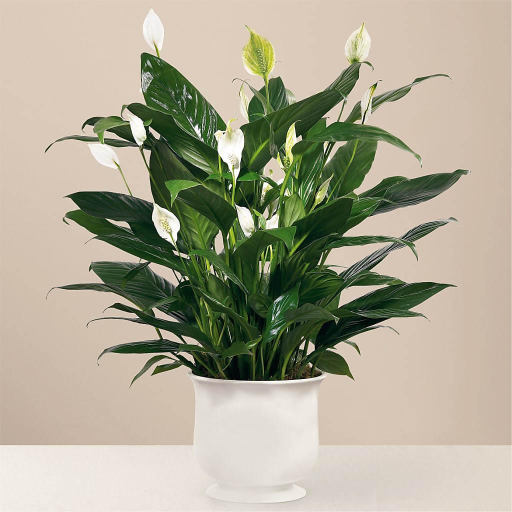 Comfort Planter – Twigs N Blooms, Gaylord MI