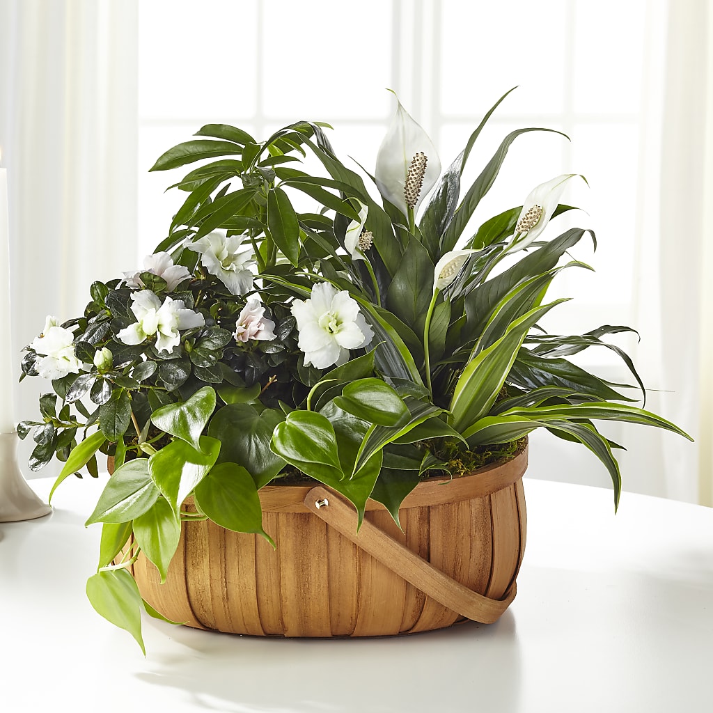 Serene Dishgarden – Twigs N Blooms, Gaylord MI