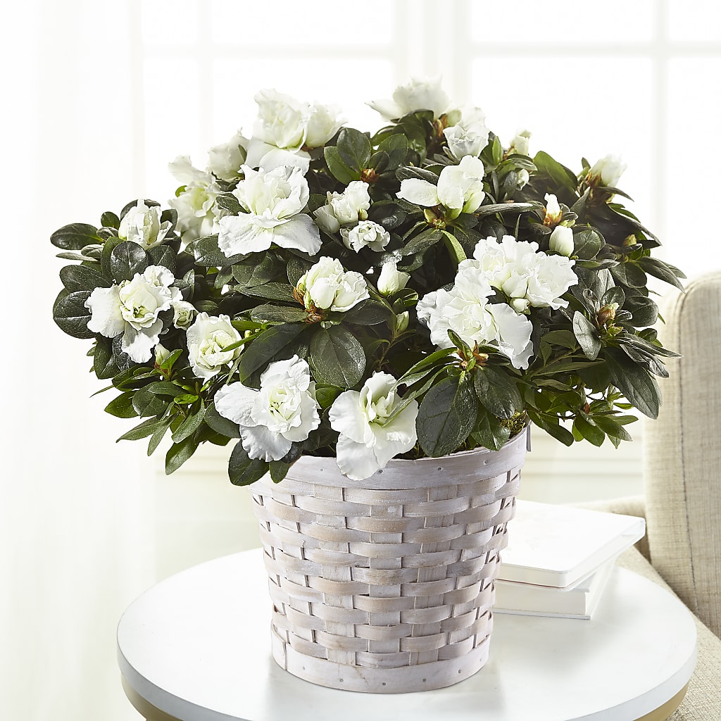 White Azalea Plant – Twigs N Blooms, Gaylord MI