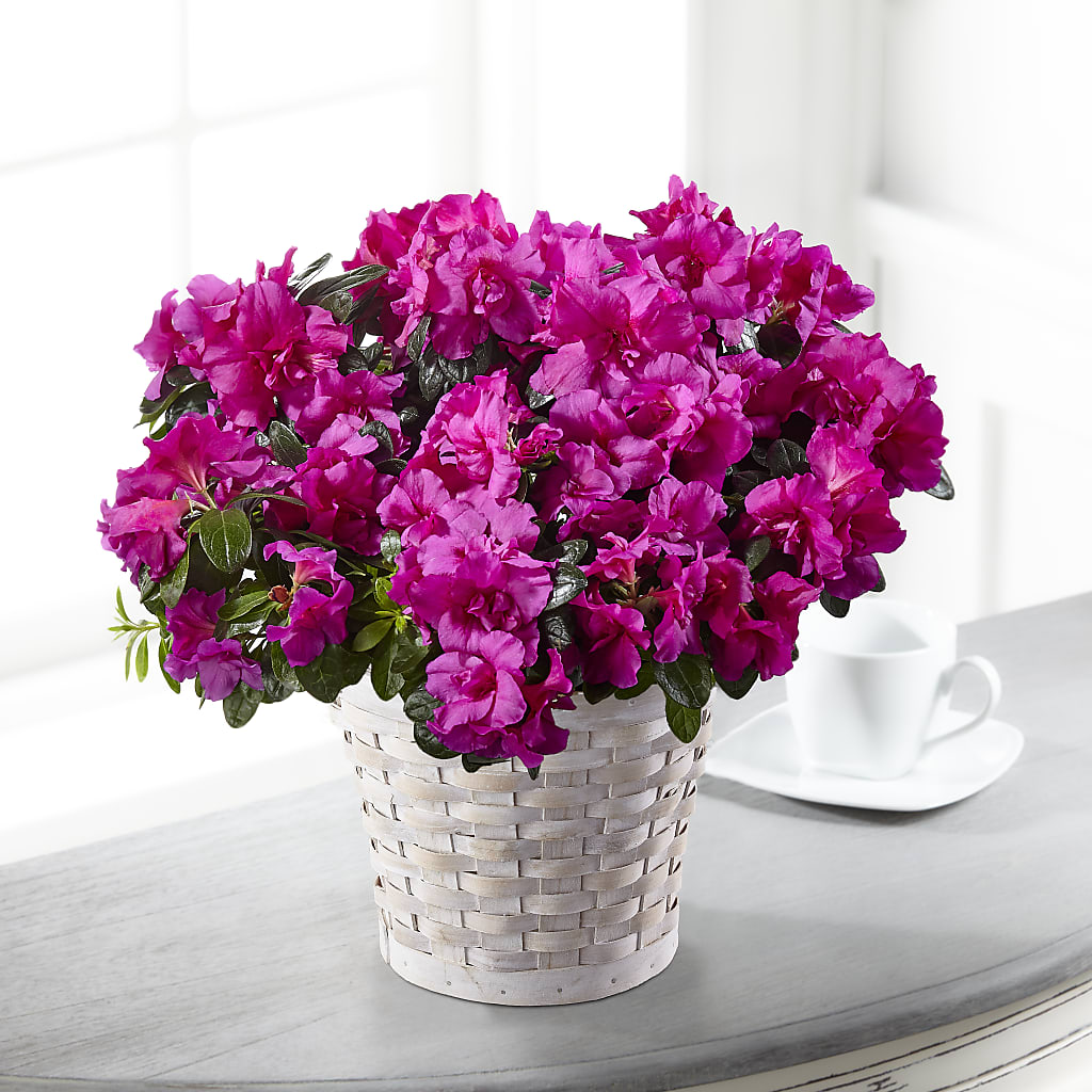 Hope & Serenity Azalea Plant – Twigs N Blooms, Gaylord MI