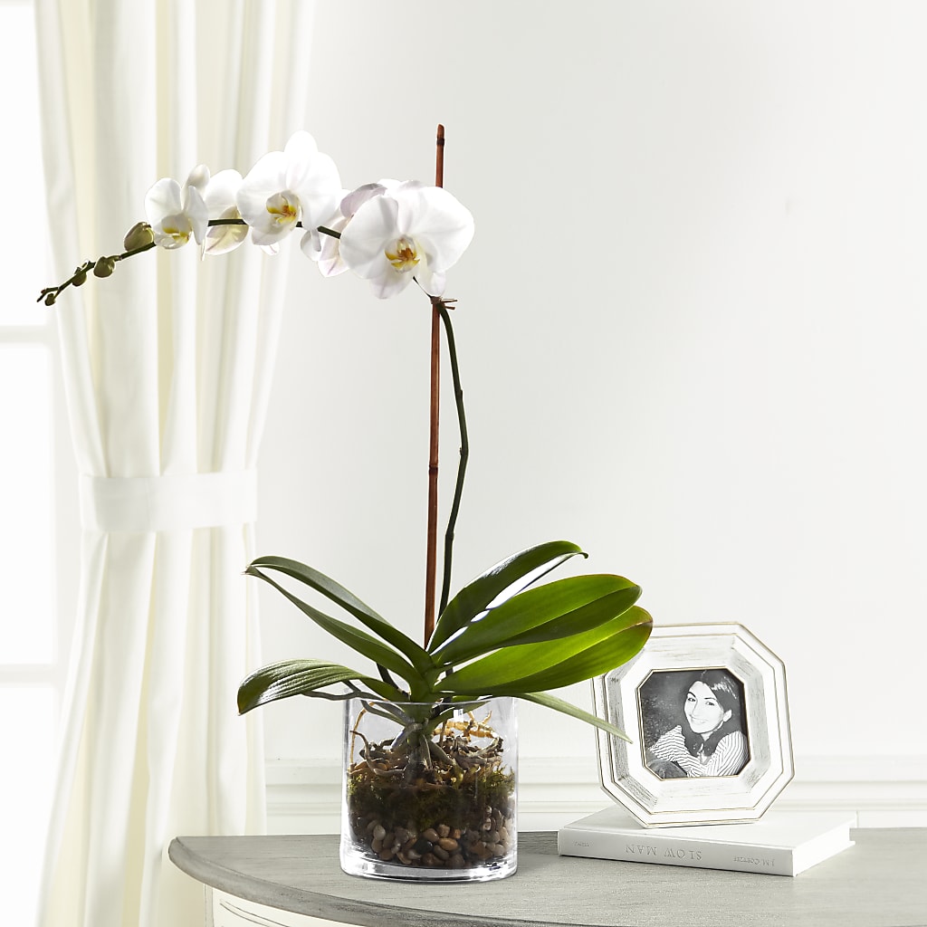 White Orchid Planter – Twigs N Blooms, Gaylord MI