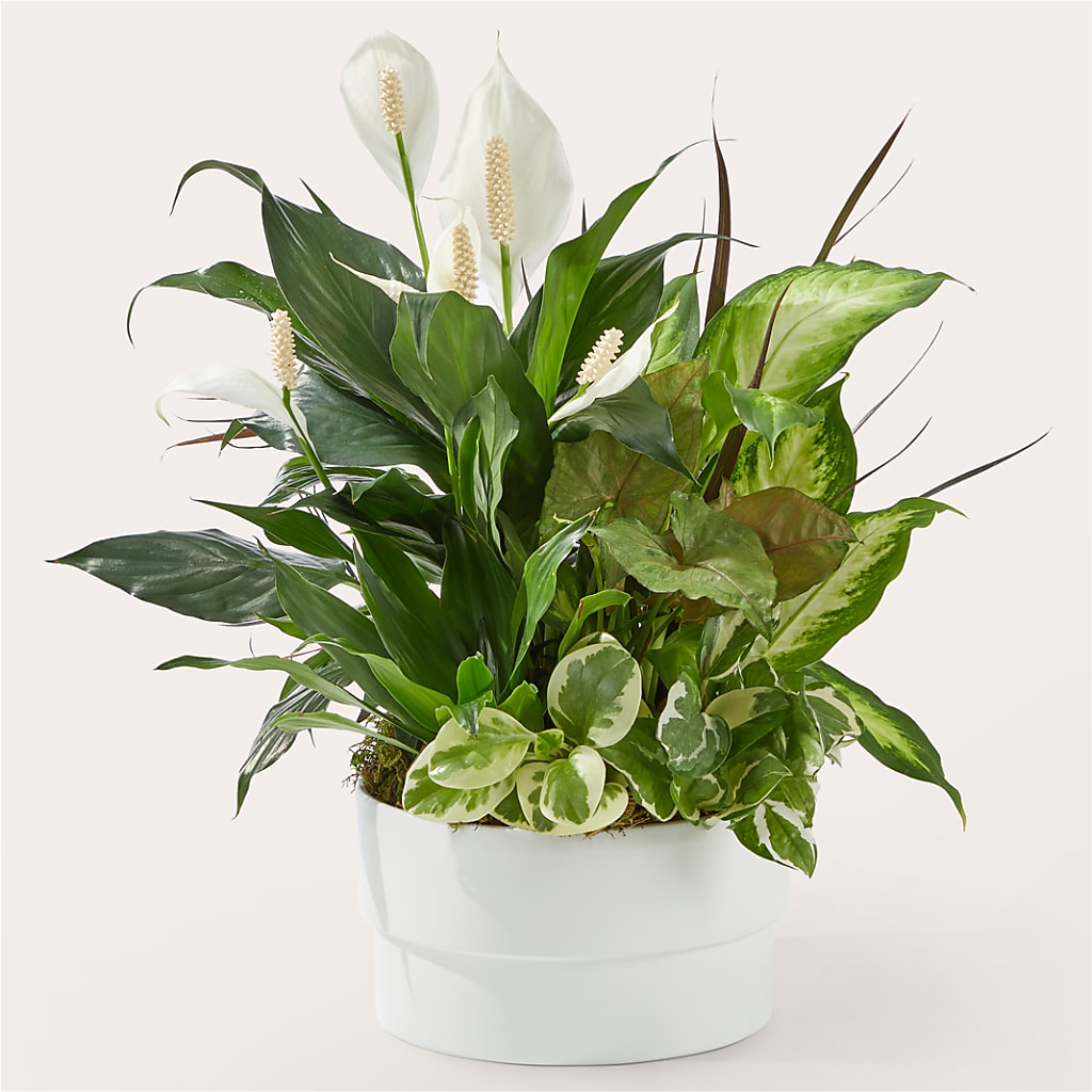 Radiating Positivity Dishgarden – Twigs N Blooms, Gaylord MI