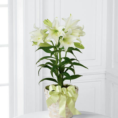 Easter Lily Plant –  Twigs N Blooms, Gaylord MI