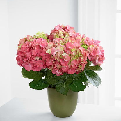 Pink Hydrangea Planter –  Twigs N Blooms, Gaylord MI