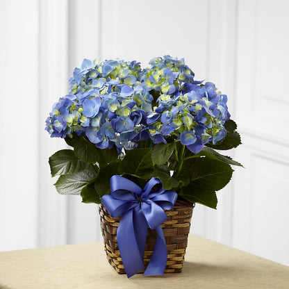 Blue Hydrangea Planter –  Twigs N Blooms, Gaylord MI