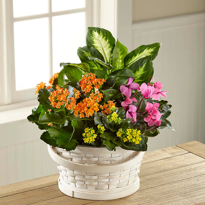 Color Crush Dishgarden –  Twigs N Blooms, Gaylord MI