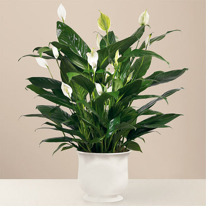 Comfort Planter –  Twigs N Blooms, Gaylord MI
