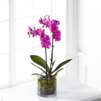 Pink Orchid Plant –  Twigs N Blooms, Gaylord MI