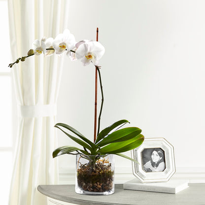 White Orchid Planter –  Twigs N Blooms, Gaylord MI